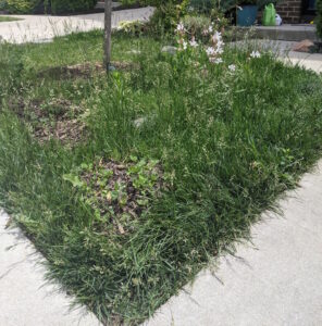 The Ugly Duckling Method - My Starting Yard 1